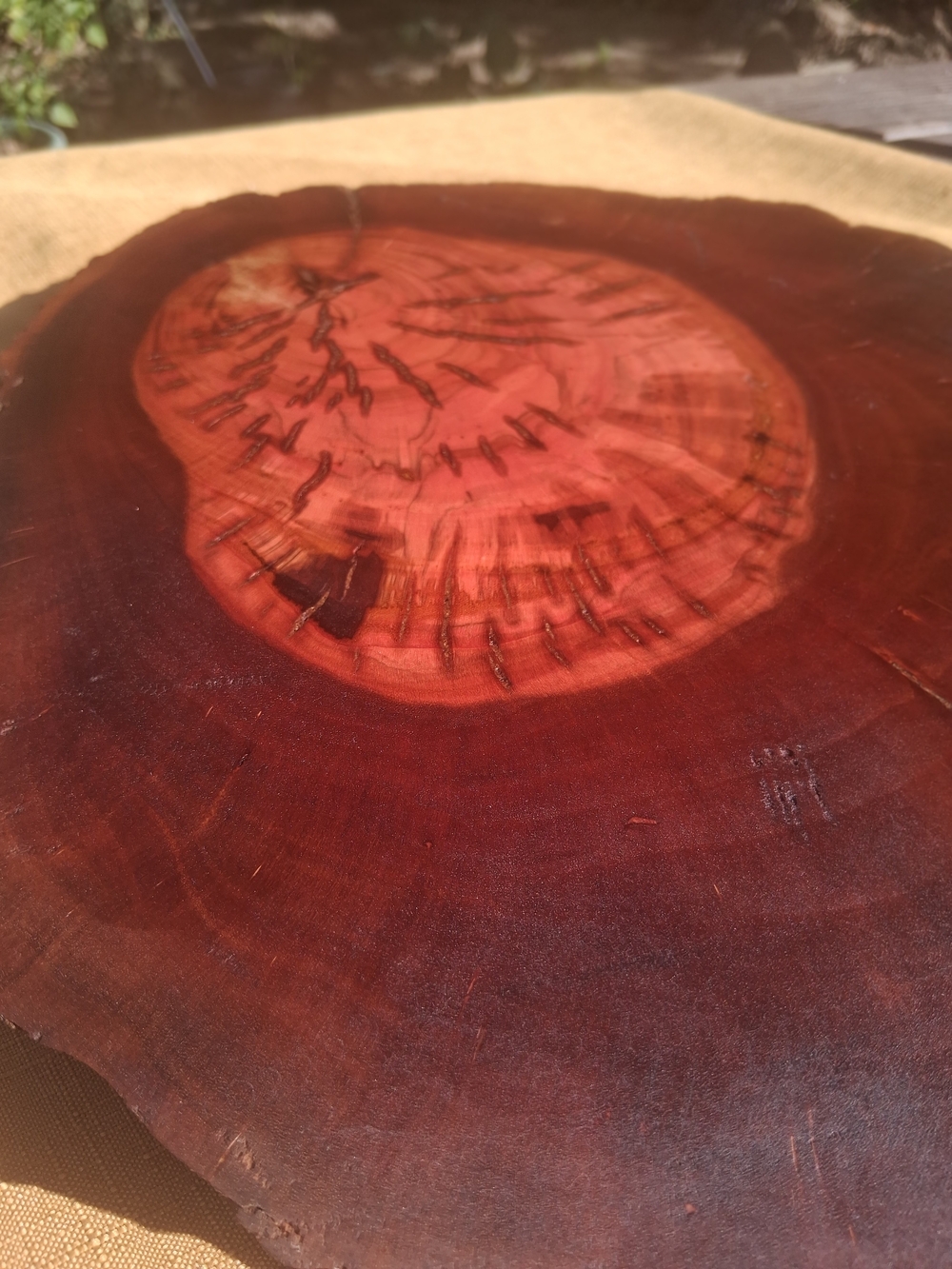 RARE 1925 Fullerton Pepperwood Live Edge Slab 15” x 2.5” - Picture 6 of 10